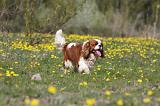 CAVALIER KING CHARLES 612